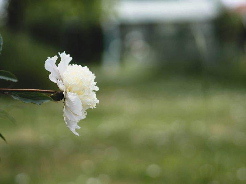 Die besten Pflanzen für das Frühjahr